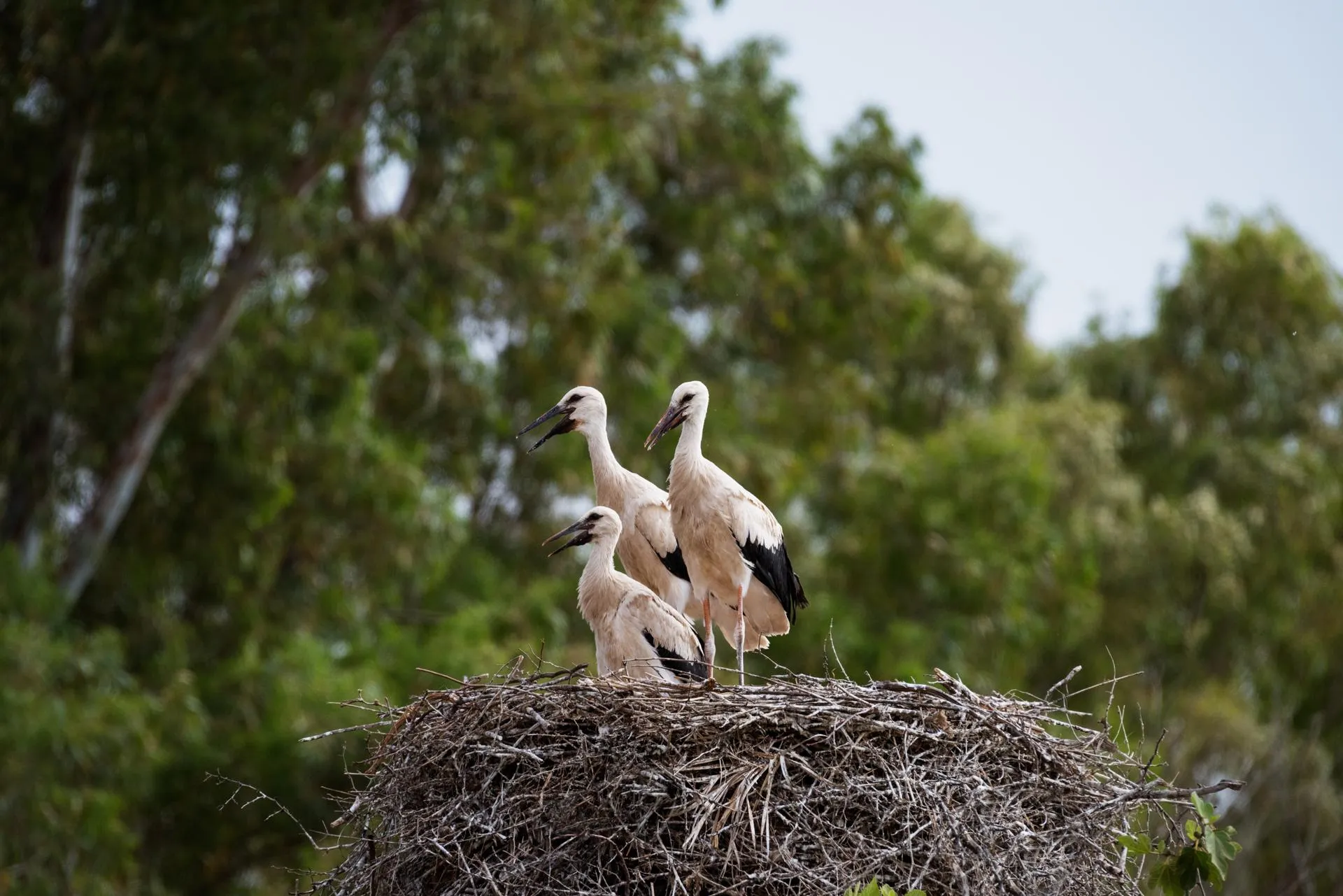 Trois cigognes se tiennent sur un grand nid fait de branches et de brindilles, dans un environnement boisé