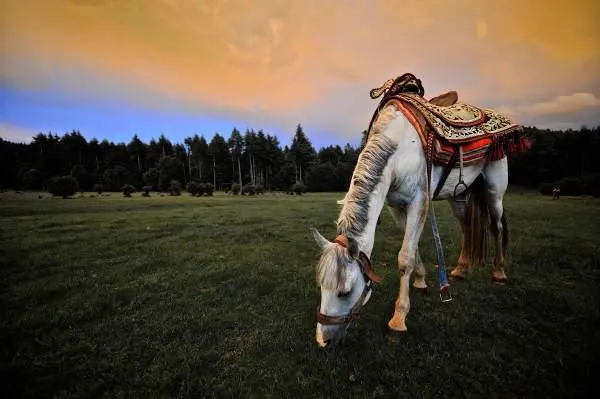 Un cheval blanc avec une selle décorée broute dans un champ vert à l'aube, avec une forêt en arrière-plan