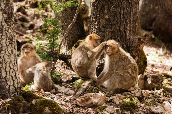 Quatre singes barbus assis sur des rochers et des racines d'arbres dans une forêt